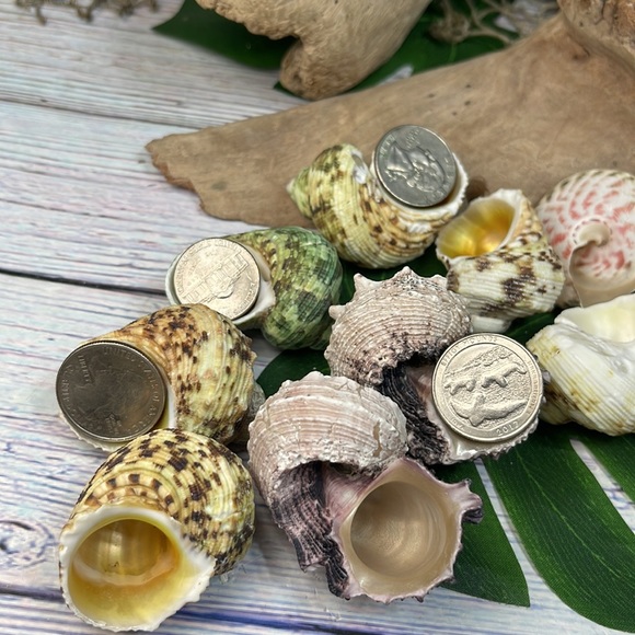13 Assorted Turbo / Top / Delphinium Seashells Hermit Crabs Changing Nautical - Picture 8 of 12